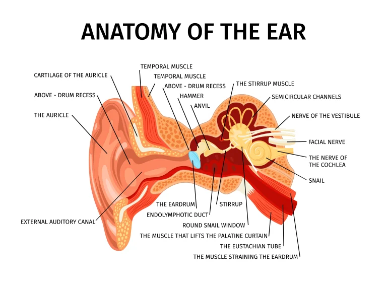 inner ear scheme